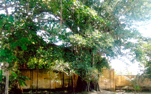 Cây[-]đa[-]gần[-]200[-]tuổi[-]ở[-]Bến[-]Tre[-]được[-]công[-]nhận[-]cây[-]Di[-]sản[-]Việt[-]Nam